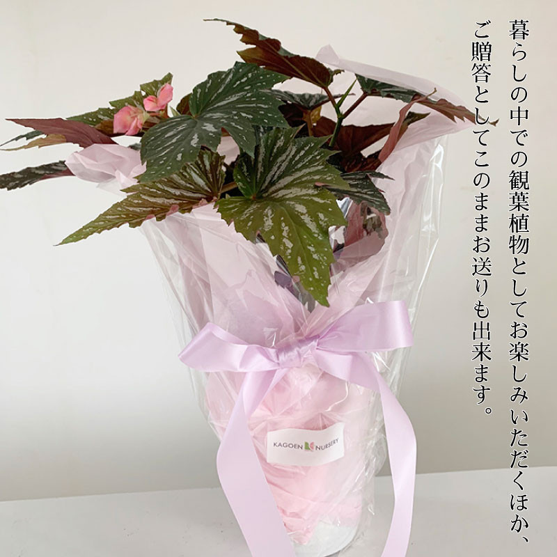 ご贈答用にもおすすめです