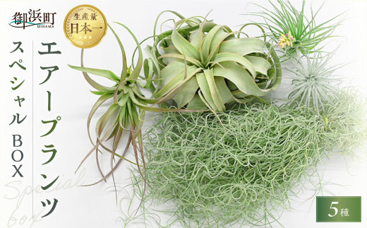 南紀グリーンハウスのエアープランツスペシャルBOX【エアープランツ プランツ ティランジア 詰め合わせ 観葉植物 植物 エアプランツ 園芸 インテリア ギフト セット 癒し 飾り 吊るす 三重県 御浜町 】