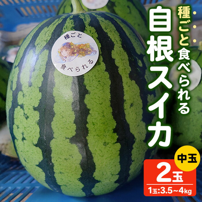 【ふるさと納税】＜先行予約！2026年7月上旬以降順次発送予定＞種ごと食べられる自根すいか中玉(2玉・計約7～8kg) 国産 果物 フルーツ スイカ すいか 西瓜 中玉 2玉 セット 新登場 【man370】【はざま篠原農産合同会社】