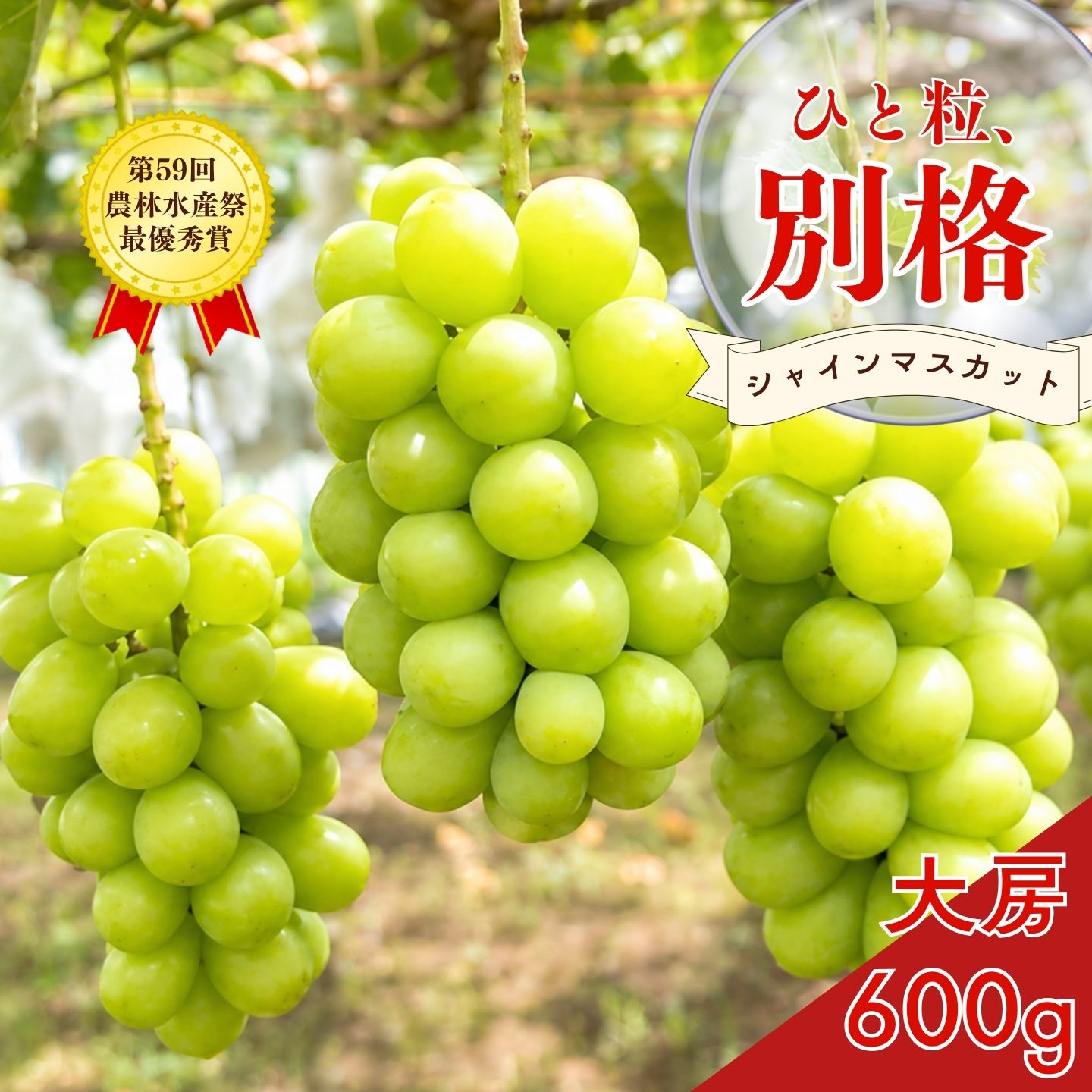 【ふるさと納税】＊先行予約＊ 大房シャインマスカット 1房 約600g [2025年発送分] 令和7年産 大房 シャインマスカット 新潟 三条 燕三条 果物 [こひなた果樹園] 【010S600】