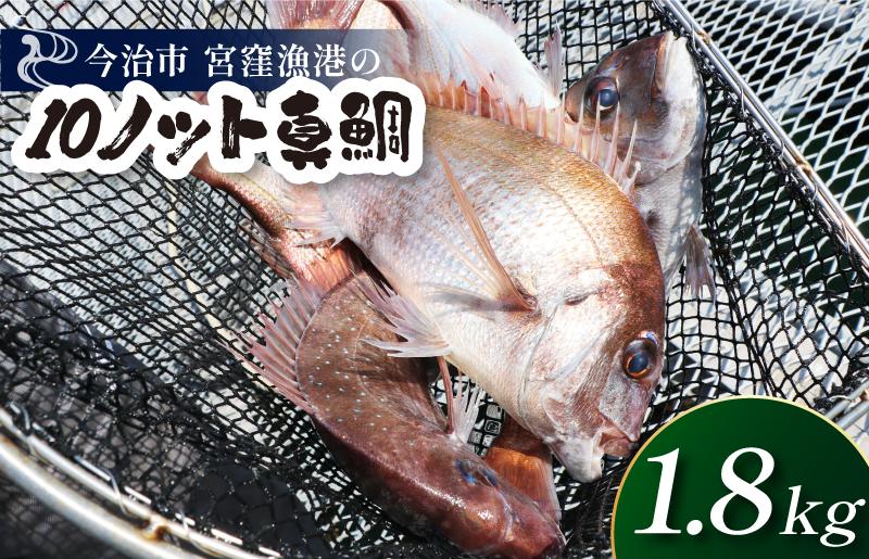 
            天然ブランド真鯛「10ノット真鯛」（ラウンド1.8kg前後1尾）【V002790】
          