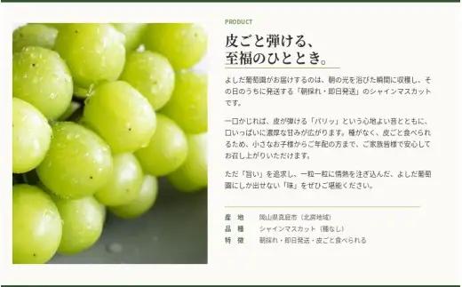 【2026年先行予約】 糖度18度以上！朝採れシャインマスカット 2kg (4房または5房) ぶどうの概念が変わる よしだ葡萄園の極上品【10月上旬～10月下旬頃に順次発送】 / ぶどう シャインマス