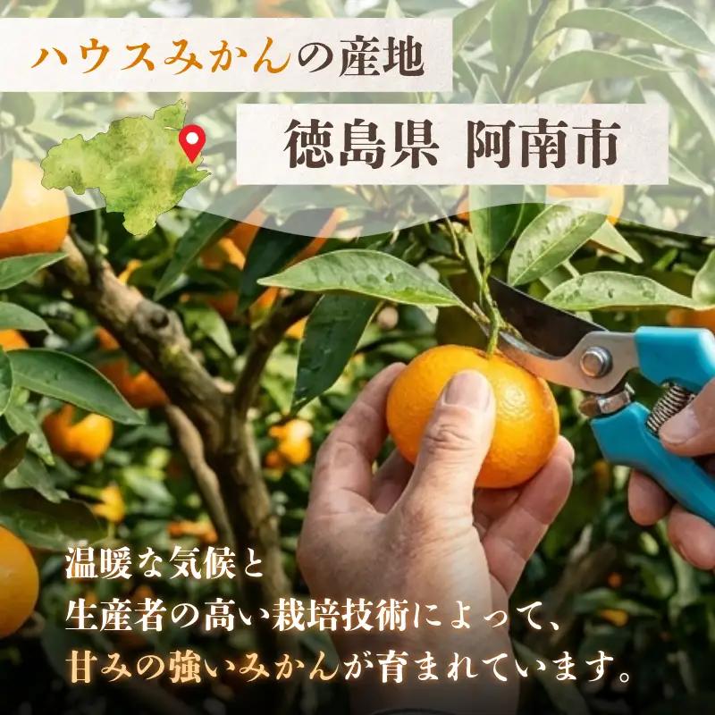 みかん ハウスみかん 2.7kg 傷み補償付き200g みかん 柑橘 フルーツ 果物 みかん ミカン みかん 蜜柑 オレンジ 徳島県 阿南市