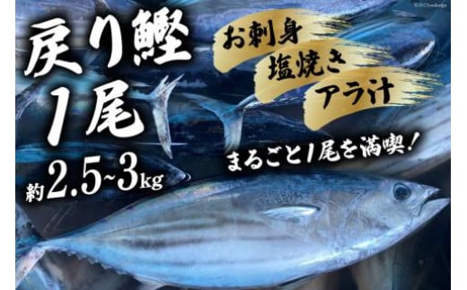 【期間限定発送】戻り鰹 1尾 約2.5～3kg [さんりくみらい 宮城県 気仙沼市 20564216] 生鮮 かつお 鮮魚 季節限定