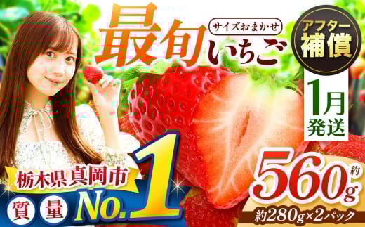 【1月発送】大人気！ 最旬とちあいか 約560g 2パック いちご| 1月 2月 3月 おいしい 取り寄せ プレゼント | 生産量 日本一 果物 フルーツ 苺 イチゴ 2026年分 シーズン 先行受付 栃木県 真岡市 送料無料
