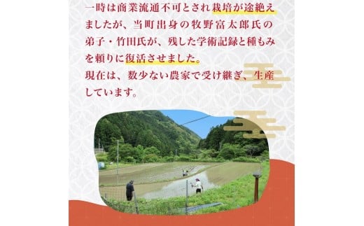 米 令和7年 新米 薫る神様のお米 お米 ブレンド米 縁起米 奉納米 白米 3合 こめ コメ おこめ ご飯 ごはん お試し 少量 希少米 香り米 贈答 縁起物 受験 お祝い 人気 祈願 商売繁盛 家内
