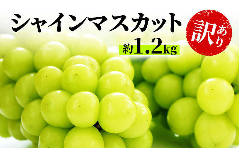 
                  [№5729-0253]訳あり シャインマスカット 約1.2kg 粒 柳澤果樹園 ぶどう 長野 マスカット ブドウ フルーツ 果物 シャイン【 果物類 】
                