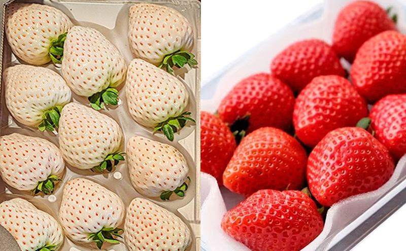 いちご 『先行予約』【2026年1月中旬以降お届け】 天使のいちご 白いちご・あまおう・かおり野・スターナイトなど各1パック 計4パック 食べ比べ フルーツ いちご 果物 ※配送不可：沖縄、離島