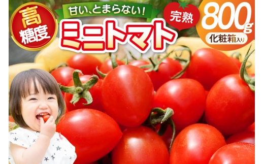 トマト 〜高糖度 しあわせのトマト〜 ミニトマト 800g 化粧箱入り 贈答用 [会宝産業株式会社 石川県 宝達志水町 38601354] 野菜 とまと やさい tomato あいこ フルーツトマト みにとまと 甘い 高糖度 完熟 リコピン 産地直送