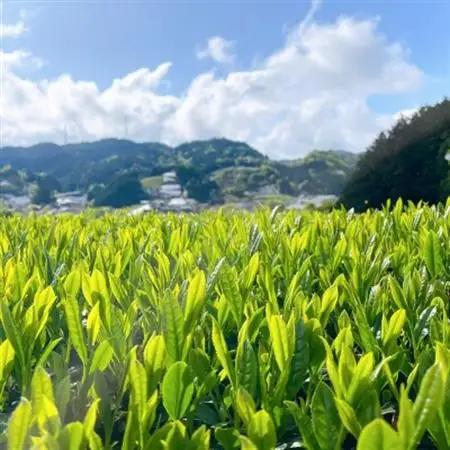 【6本】和束茶の香りを存分に味わうスパークリングティー | Apoptosis Sparkling【配送不可地域：離島】【1651761】