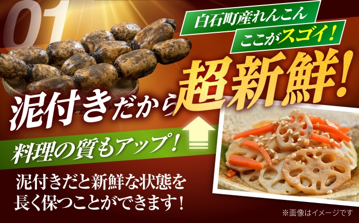 全国屈指の名産地 白石町から高品質れんこんをお届け！