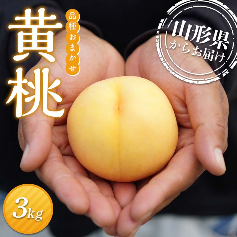 【ふるさと納税】 ≪先行予約≫2026年度発送 山形県産 黄桃（品種おまかせ） 3kg（8個～14個入り） もも モモ 桃 デザート フルーツ 果物 くだもの 果実 食品 山形県 FSY-2475