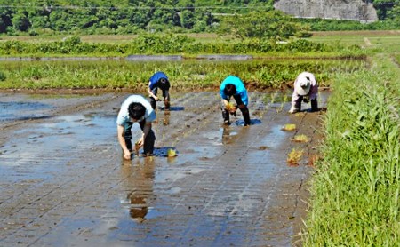 【令和5年産】ベストファーマー 自然栽培農家「四郎兵衛」の お米 あきさかり 5kg 玄米 無農薬 無肥料 無除草剤 による 自然栽培米 [B-030002]