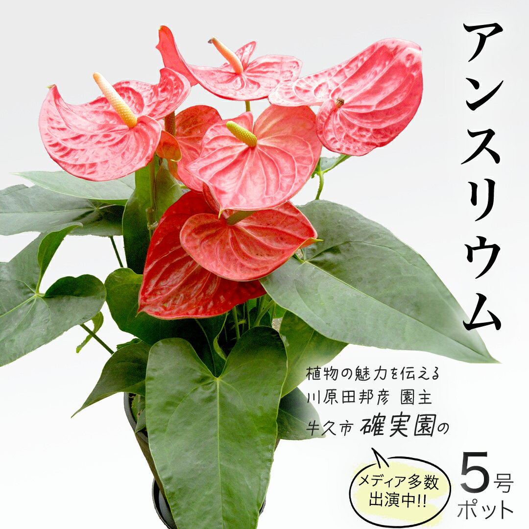 【ふるさと納税】アンスリウム 5号ポット 1点 家庭 で 園芸 鉢植え 苗 庭木 果樹 ガーデニング 植物 確実園