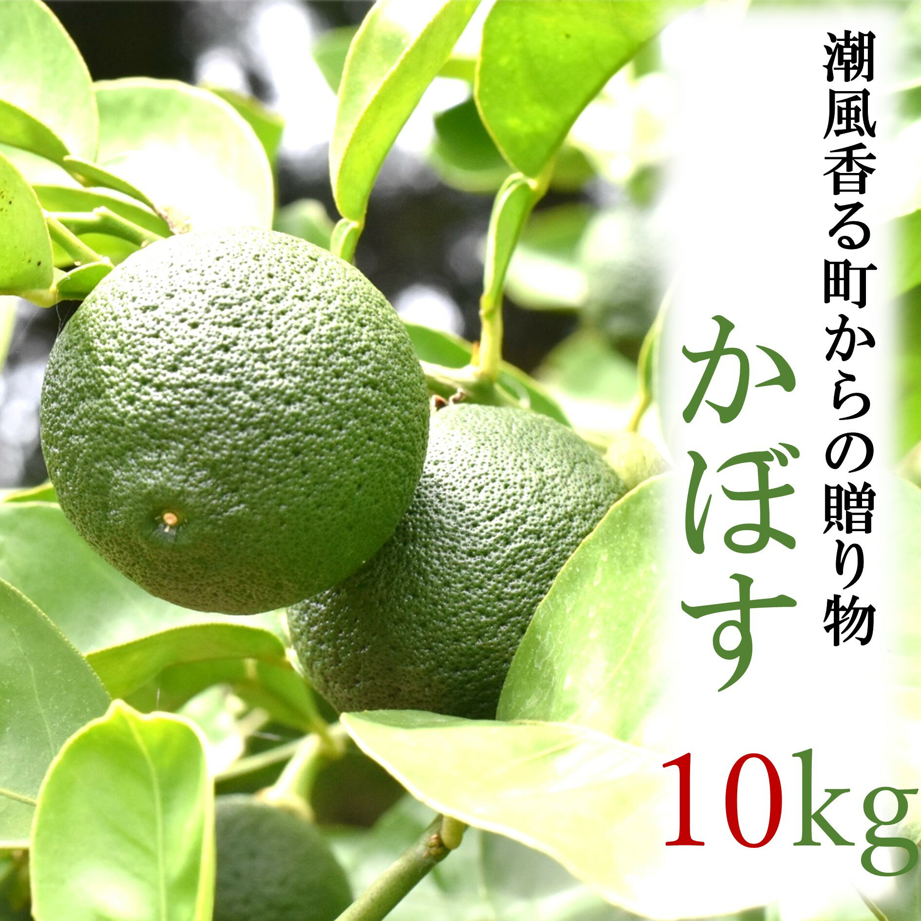【ふるさと納税】【令和7年9月初旬から発送】潮風香る町の贈り物　大分県産かぼす10kg