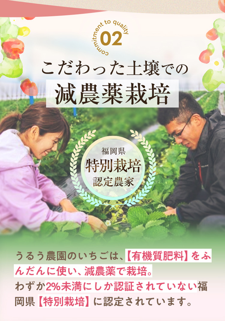 ＜全12回定期便(毎月)＞冷凍あまおう（計24kg:2kg×12回) いちご イチゴ 苺 あまおう 冷凍いちご 冷凍イチゴ 国産 福岡県 特別栽培 果物 フルーツ アイス ジャム 冷凍フルーツ ＜離島