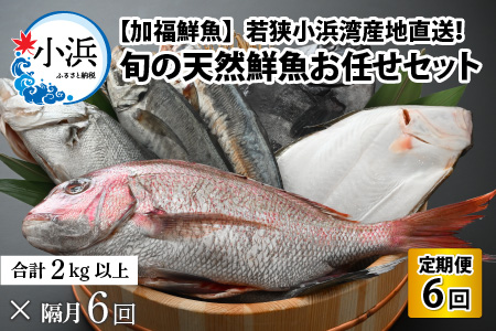 【定期便】全6回(隔月発送)【加福鮮魚】「若狭小浜港産地直送」旬の天然鮮魚お任せセット！地魚 下処理済み 刺身 煮魚 焼き魚[K-015002]　