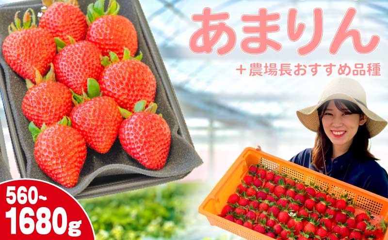 
                  【事前受付】いちご あまりん +農場長おすすめ品種 選べる容量 560g 1120g 1680g 苺 食べ比べ イチゴ ストロベリー 産地直送 ご当地 果物 くだもの フルーツ デザート 食品 冷蔵  strawberry ichigo itigo げんき農場 埼玉県 羽生市
                