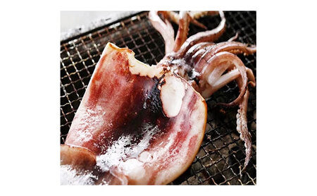 【毎月_定期便 全6回】日本海産柔らか肉厚のスルメイカ一夜干し(大)3枚　 魚貝類 イカ いか スルメイカ お酒 つまみ 特大 新鮮 保存 冷凍 国産 酒の肴 酒のつまみ myz02 myz10 my