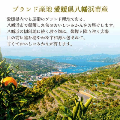 【2026年1月より順次発送】希少柑橘 媛小春(ひめこはる) 2.5kg【訳あり】【D25−183】【1608026】