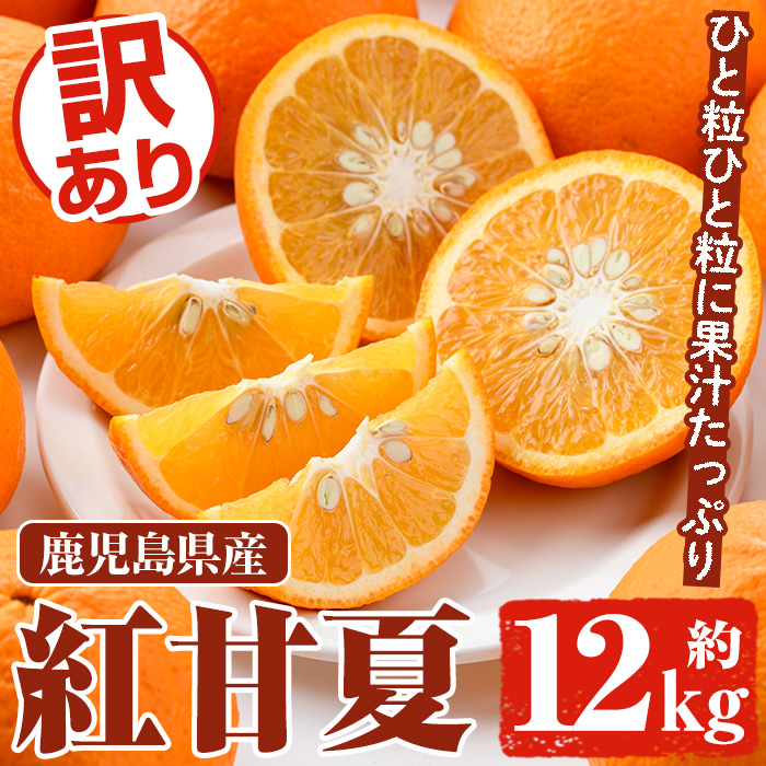 ＜先行予約受付中！2027年2月上旬以降順次発送予定＞訳あり 紅甘夏(約12kg) 国産 鹿児島県産 果物 フルーツ 柑橘 みかん 甘夏【松永青果】akn053-19