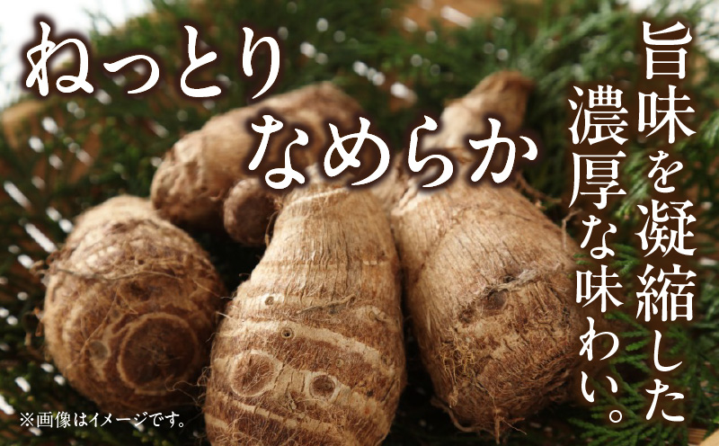 絶品里芋　～天晴れ～　6kg・S068-170