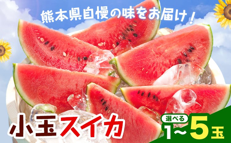 
                  【先行予約】小玉スイカ 選べる 1玉 約1.5kg 2玉 約3㎏ 3～5玉 約4.5㎏日本フルーツ株式会社 《4月下旬-7月下旬頃出荷》 こだますいか 西瓜 すいか フルーツ 果物 くだもの 旬 熊本県 菊池市 熊本県産 くまもと
                