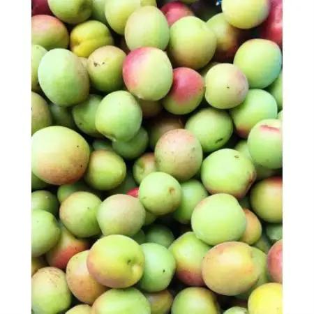 【のし付き・お中元】まるで果実!!南薩摩の果汁たっぷりゼリー6個箱入り Z0-59C【配送不可地域：離島】【1744222】