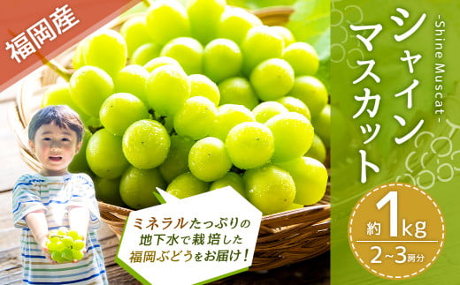 福岡県産シャインマスカット 約1kg 2～3房 【2025年8月下旬～9月下旬発送】 フルーツ くだもの