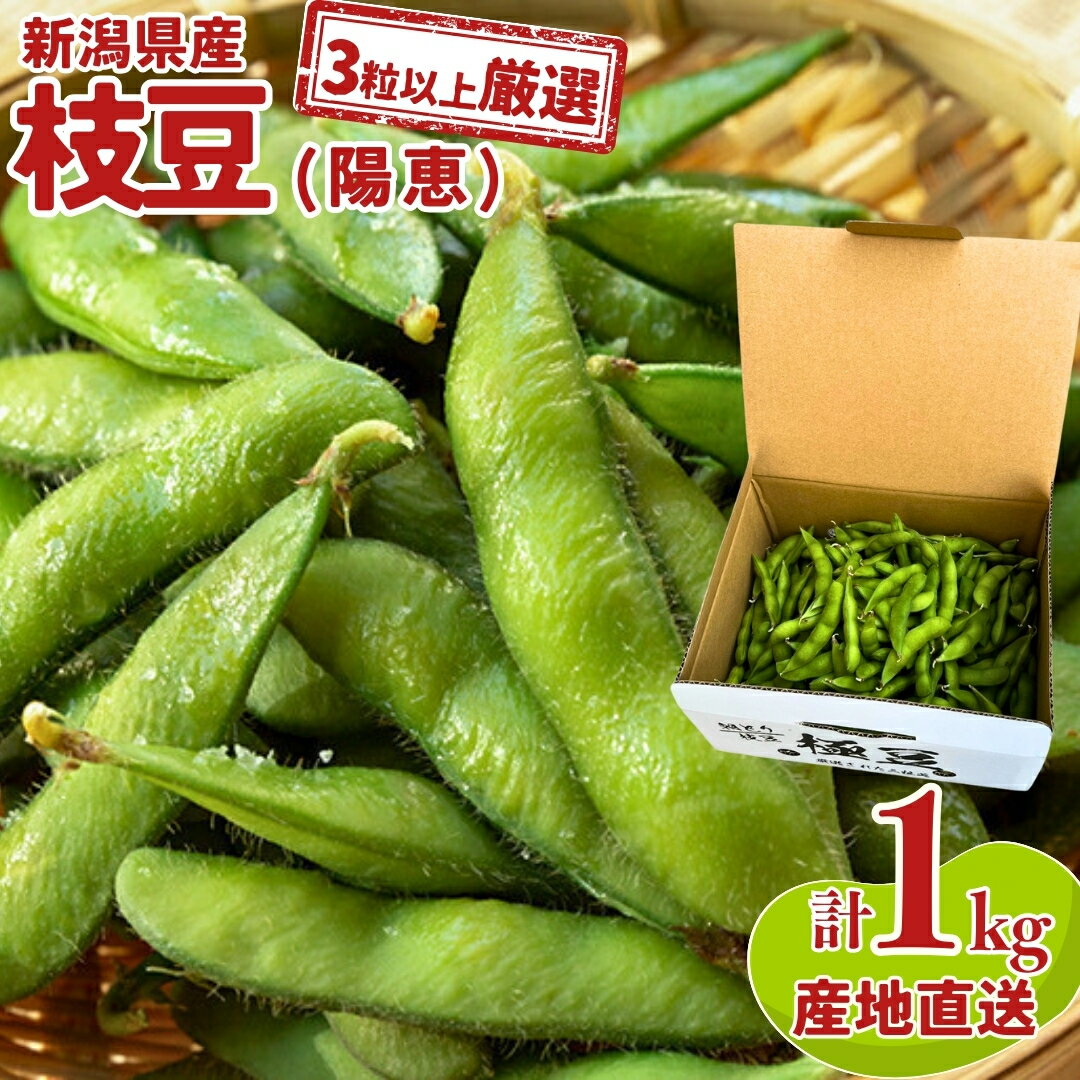 【ふるさと納税】[3粒以上を厳選] 新潟県産 枝豆（陽恵） 1kg [2026年発送分] 令和8年産 朝採りをお届け 枝豆 [堀川農園] 【017S023】