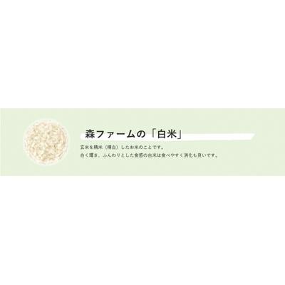 ふるさと納税 古河市 スプリングライス こしひかり (白米)10kg | 米 こめ コメ 10キロ 精米 _BI26 |  | 03