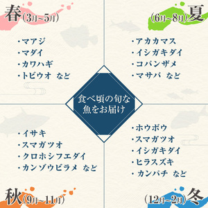 旬の朝獲れ鮮魚詰め合わせ（プレミアム）【2026年3月配送】【以布利定置網　漁師直送】朝獲れ 旬 鮮魚 魚介 海鮮 魚 さかな せんぎょ 鮮魚セット 詰め合わせ おまかせ お任せ【S00819-3】