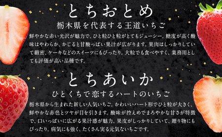 栃木いちご食べ比べとちおとめ+とちあいか2パック《1月中旬-5月末頃出荷》【配送不可地域】沖縄・離島