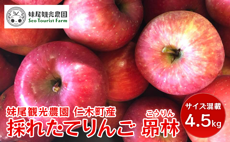 [先行受付/2025年] 仁木町の採れたてりんご「昴林（こうりん）」4.5kg（15～18玉入り）北海道 仁木 果物 フルーツ リンゴ 果物類 林檎 [フルーツショップ妹尾観光農園] 