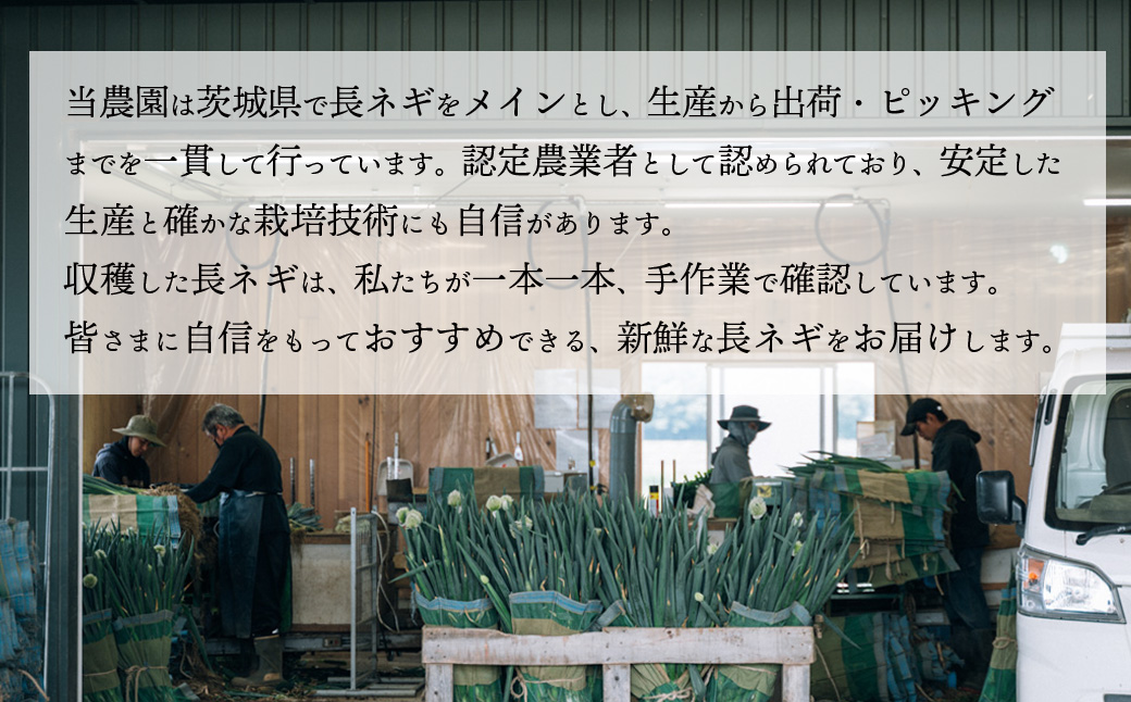 【先行受付 2026年11月以降発送開始】長ネギ 約5kg 2L 約24本～30本 茨城県産 八千代町産 野菜 農家直送 化成肥料不使用 有機肥料100% ねぎ 長ねぎ ネギ 旨味 認定農業者 850