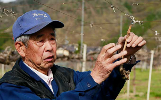 シャインマスカット 約1.1kg 2房 ［小布施屋］ フルーツ 果物 くだもの ぶどう 葡萄 ブドウ 数量限定 クール便配送 長野県産 産地直送 先行予約 送料無料 2026 2026年発送 令和8年