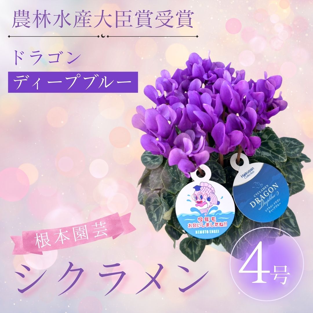 【先行受付】シクラメン ドラゴン ディープブルー 4号｜花 花苗 鉢植え【53850-013-02】