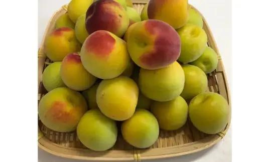 【2027年分先行予約】完熟梅 紀州南高梅 1.5kg サイズ混合（箱込み）※2027年6月中旬～順次発送予定 /  田辺市 果物 果実 梅 生梅 梅干し うめぼし 梅酒 梅ジュース 梅シロップ 手作