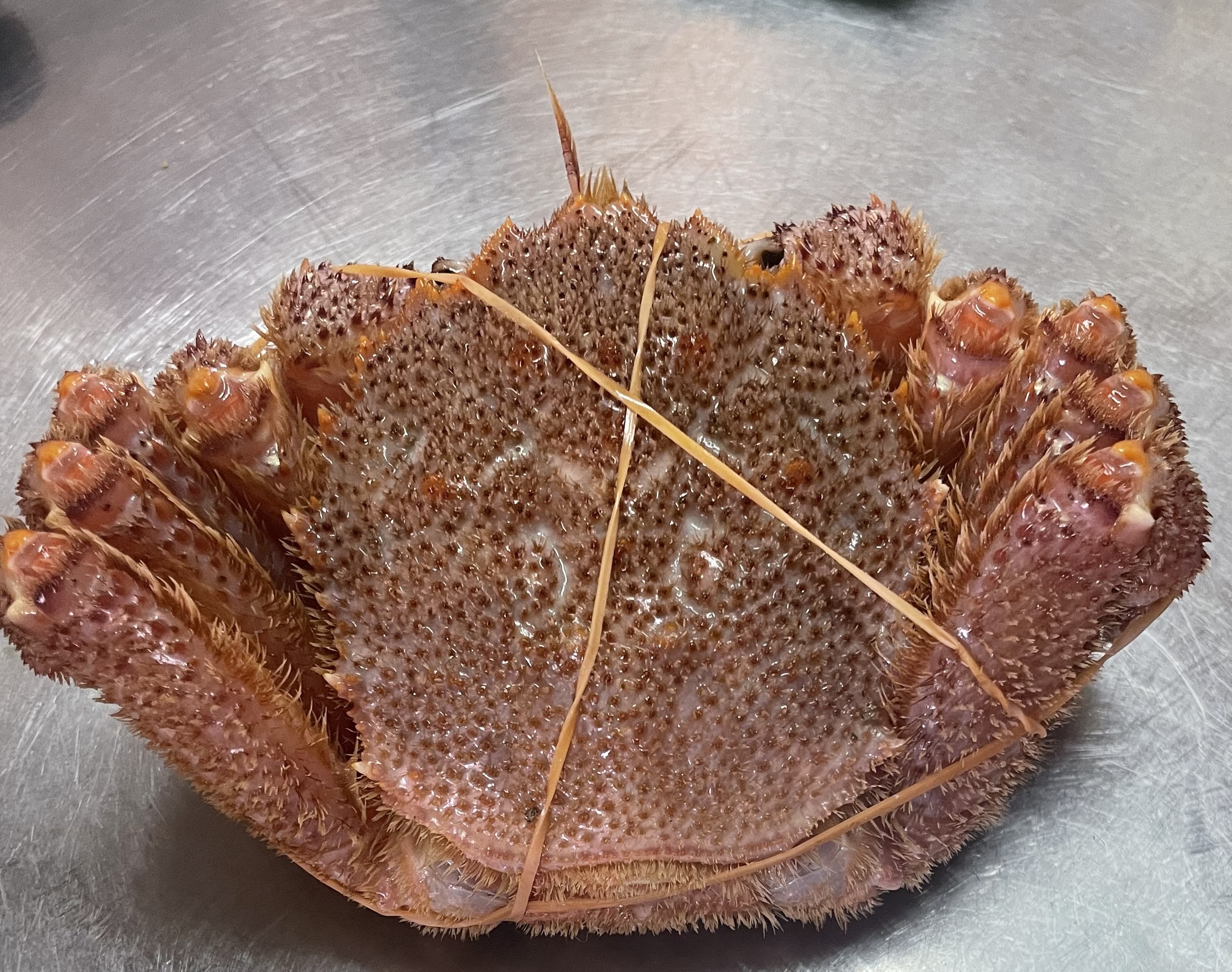 活ゆで毛蟹（2尾）特大 計1500g【冷凍】毛ガニ 毛かに 国産 北海道産 蟹 かに カニ LL