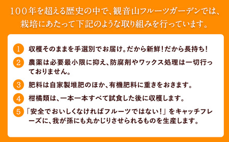 観音山グレープフルーツ 3kg 有限会社柑香園《2027年1月上旬-2月下旬頃出荷》和歌山県 紀の川市 フルーツ 果物 柑橘 グレープフルーツサンタマリア
