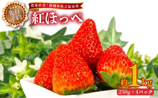 【 2027年2月上旬から順次発送 】いちご 紅ほっぺ 1kg 250g × 4パック予約受付 期間限定 数量限定 苺 紅ほっぺ イチゴ ストベリー フルーツ スイーツ デザート くだもの 果物 果汁ストロベリー 甘い おいしい 国産 安心 濃厚 新鮮 フレッシュ 贈答用 プレゼント お歳暮 産地直送 農家直送 静岡いちご 静岡苺 牧之原いちご牧之原苺 静岡県 牧之原市 有限会社ヤマセン
