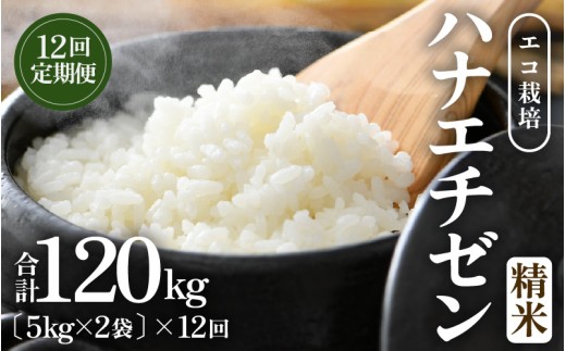 【先行予約】【令和8年産 新米】 定期便≪12ヶ月連続お届け≫エコ栽培ハナエチゼン 精米 10kg×12回（計120kg） ／ 鮮度抜群 福井県産 はなえちぜん ご飯 新鮮 白米 ※2026年9月上旬以降順次発送予定 [aw063-o010]
