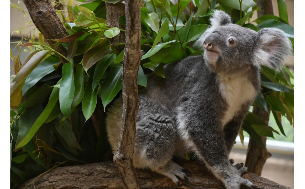 王子動物園グッズ＆年間パスポート