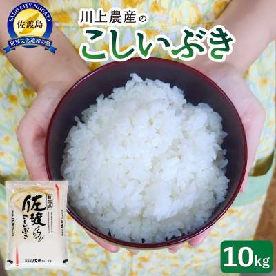 ふるさと納税 佐渡市 佐渡　川上農産のこしいぶき　精米(10kg)