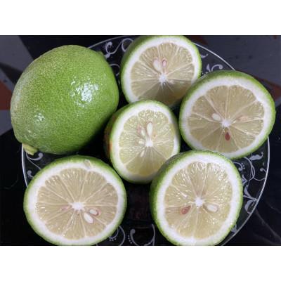 ふるさと納税 水俣市 国産レモン　A品2kg(県認証特別栽培) |  | 02