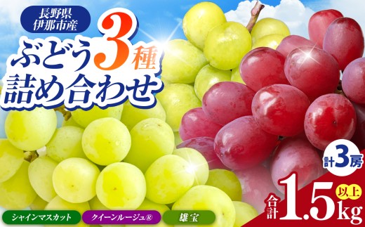 【2026年先行予約】ぶどう 信州伊那産ぶどう３種食べ比べセット（約1.5kg）シャインマスカット　クイーンルージュ(R)　雄宝｜ぶどう ぶどう詰合せ 葡萄 セット ぶどう食べ比べ 2種セット シャインマスカット クイーンルージュ 雄宝 種なし ぶどう高級 フルーツ ギフト フルーツ 旬のフルーツ 伊那市 長野県産 【024-18】