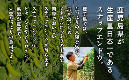 【先行予約】 種子島 スナップエンドウ 人気 種子島産 返礼品 南種子町 鹿児島 かごしま 【12月発送予定】【のっちーよ種子島】