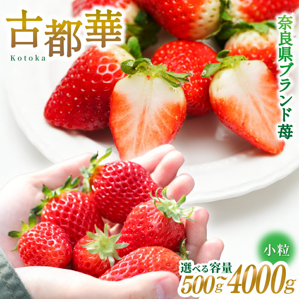 【ふるさと納税】ブランド苺 新鮮 古都華 (小粒) 約500g ～4000g【2026年1月上旬～5月下旬に順次発送】／ スマイル葛城農業 ブランド いちご 苺 ことか イチゴ スイーツ フルーツ 甘い 果物 奈良県 葛城市