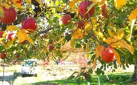 有機農薬使用・完全無肥料栽培「りんご2品種詰合せ」葉とらずりんご約3kg（8～12玉） F7X-0461