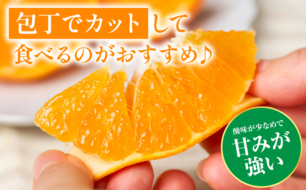 【先行予約】 八代市東陽町産の 「熊本EC12みかん」 約3kg みかん 柑橘 フルーツ 果物 果実 ミカン 蜜柑 熊本県 八代市 【2026年12月上旬より順次発送】